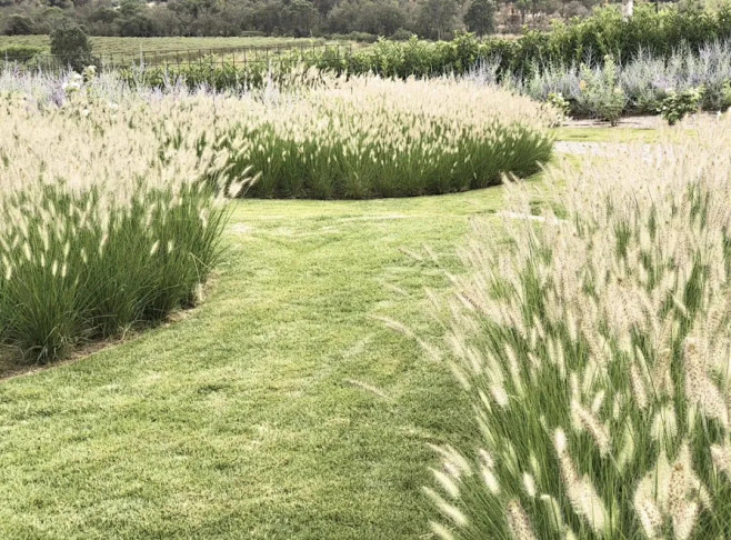 小兔子狼尾草(小兔子狼尾草图片)