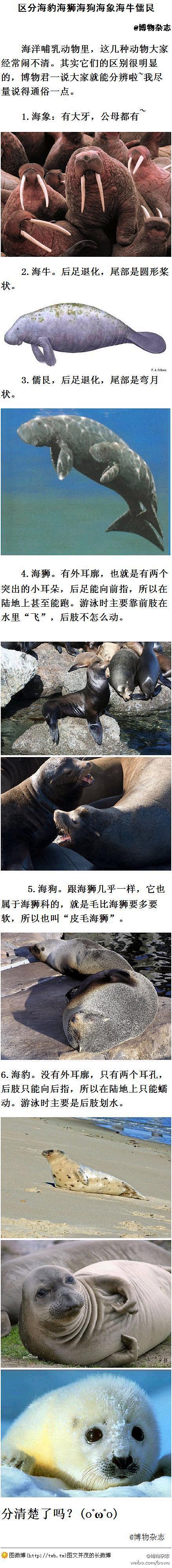 海豹与海狗的区别图片图片