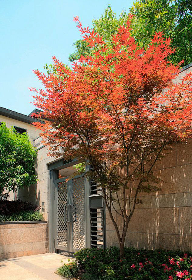 鸡爪槭(鸡爪槭图片)