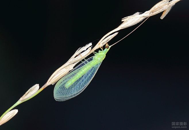 草蛉
