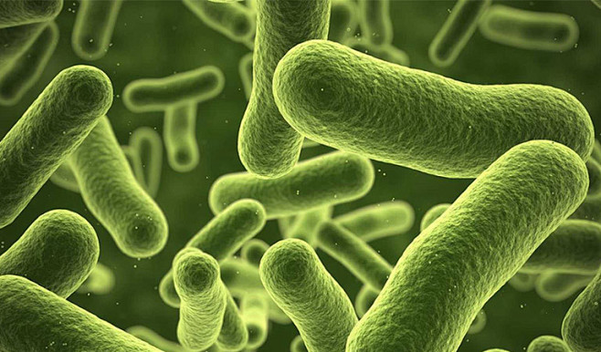 副干酪乳杆菌mp137