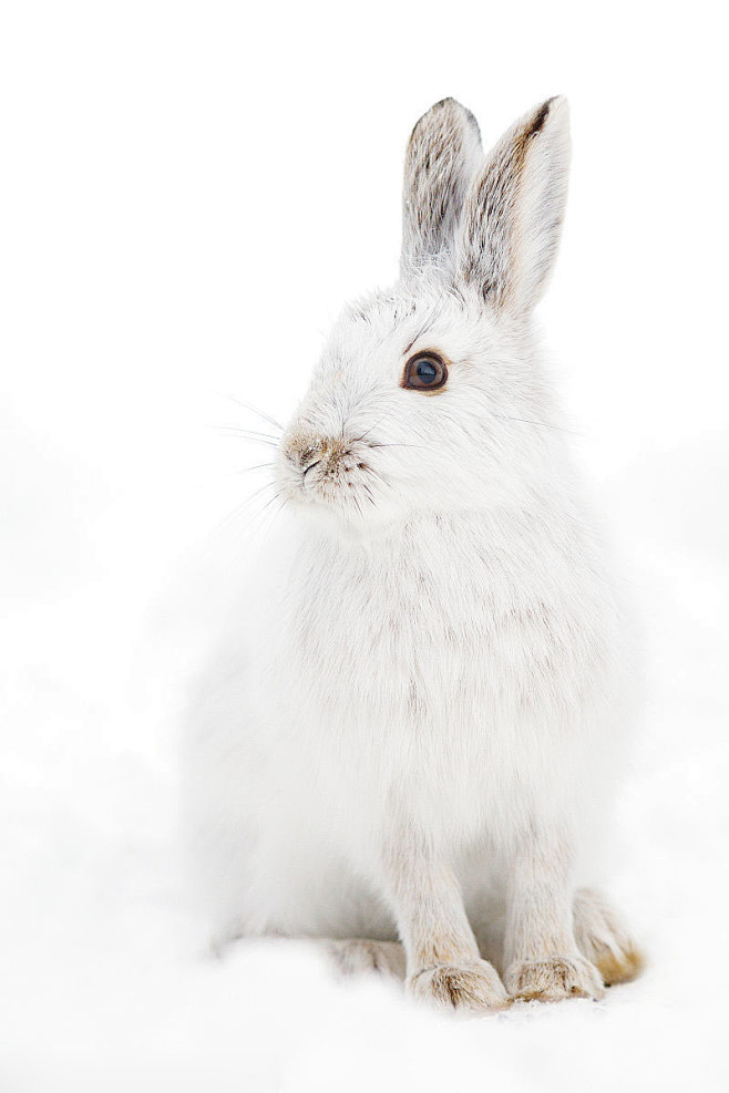 雪兔真实图片