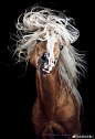 摄影师Wiebke Haas镜头下的“马之发型（horsestyle）”，各种顺滑飘逸奔放洒脱……帅成一匹马，大概就是这样吧ins：SpanishVision ​​​​