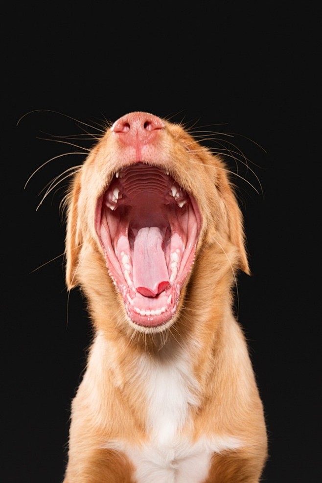 bigyawnfromalittlepuppynovascotiaducktollingretriever