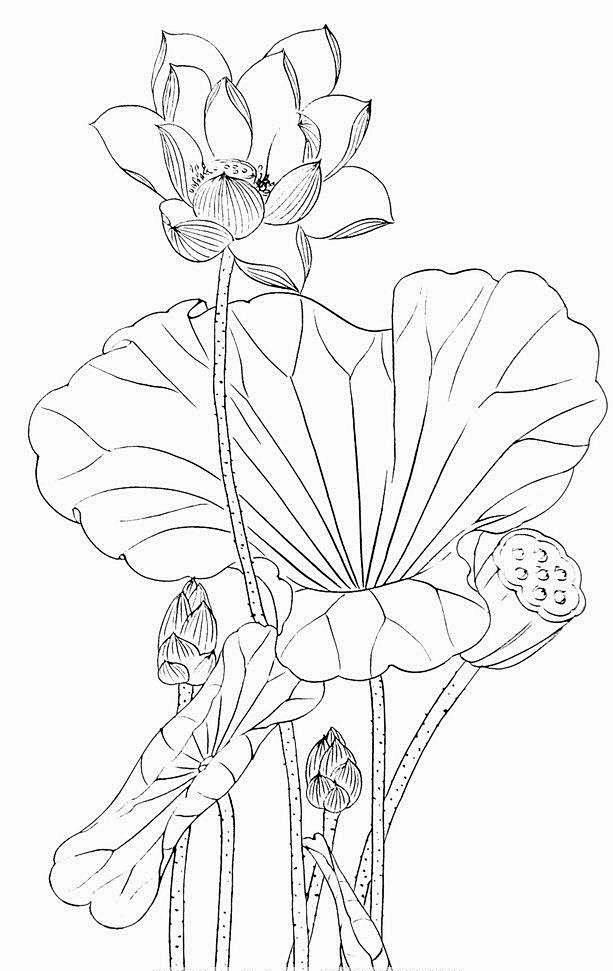 工笔线稿荷花好看又简单