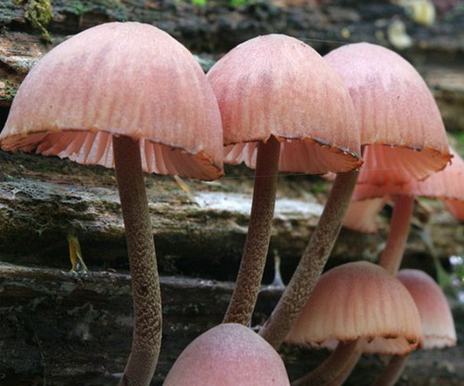 粉红色的蘑菇