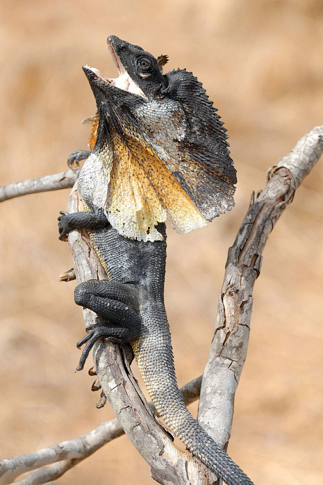 蜥蜴目鬣蜥科斗篷蜥属伞蜥