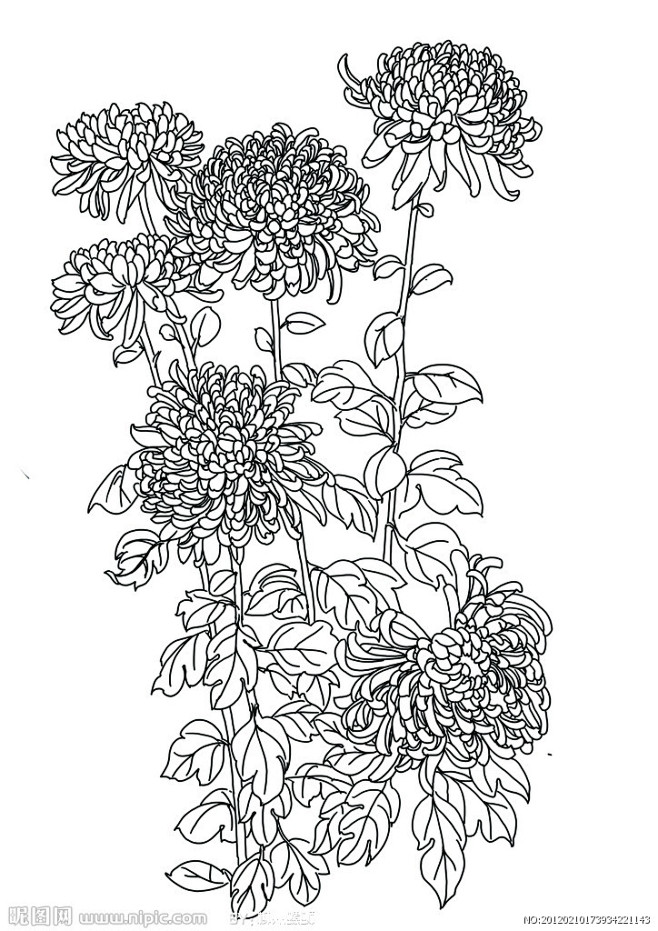 菊