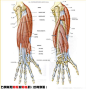 肌肉解剖學第二章四肢肌上肢肌肉肌肉網