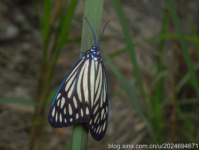 蝶形锦斑蛾cyclosiapapilionaris