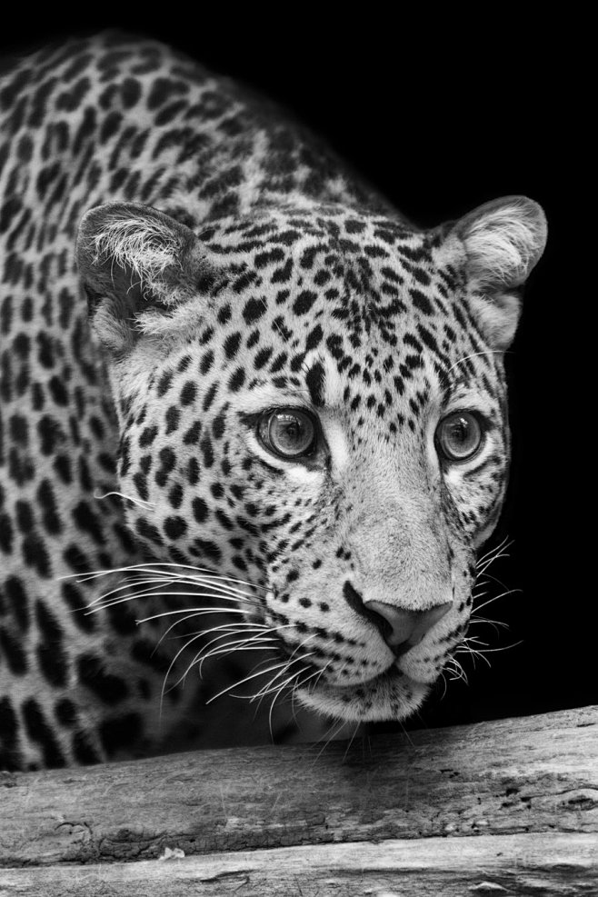 ifeelpsychedbabybyfgw