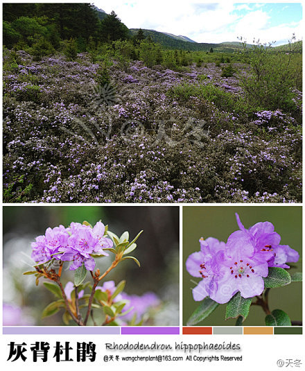 rhododendronhippophaeoides灰背杜鹃