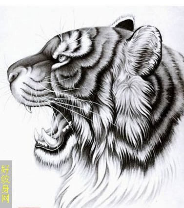 素描虎头纹身手稿推荐咆哮的素描虎头手稿它的愤怒是你危