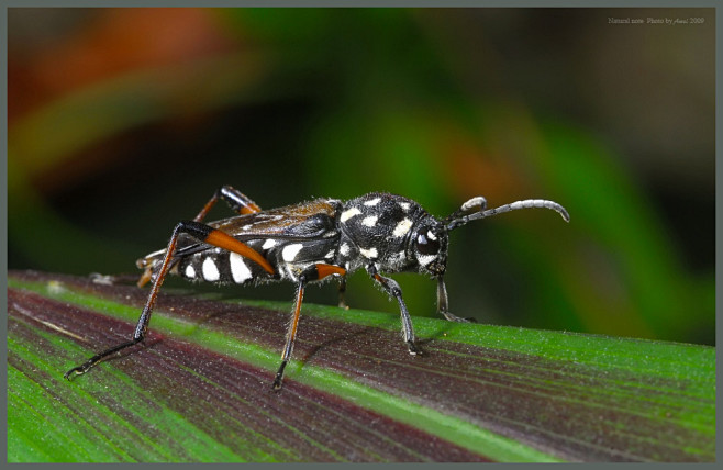 咖啡虎天牛xylotrechusgrayiiwhite1855flickr相片分享