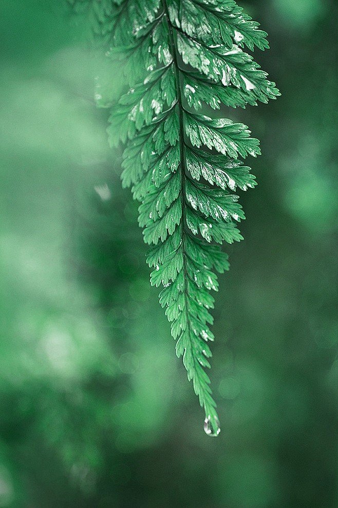 壁纸 植物素材 植物壁纸 阳光 植物背景 绿色植物 白色花朵 自然 花草