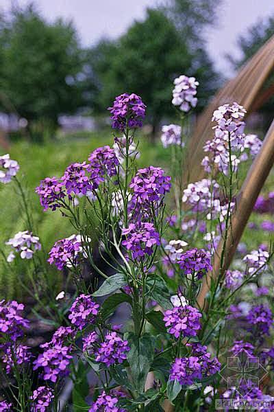 蓝香芥