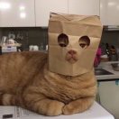 两个人一个脑袋
