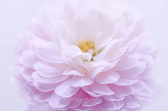 ·菩提心·采集到《花影迷离》