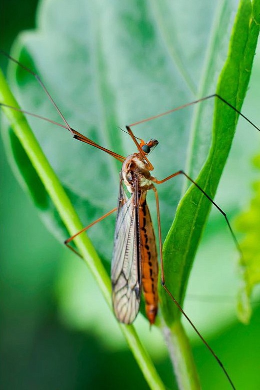 双翅目蚊总科长脚蚊