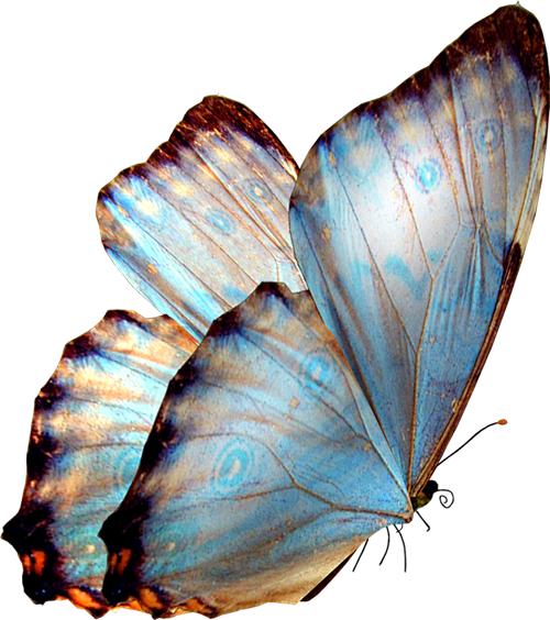 蝴蝶免抠png透明图片素材