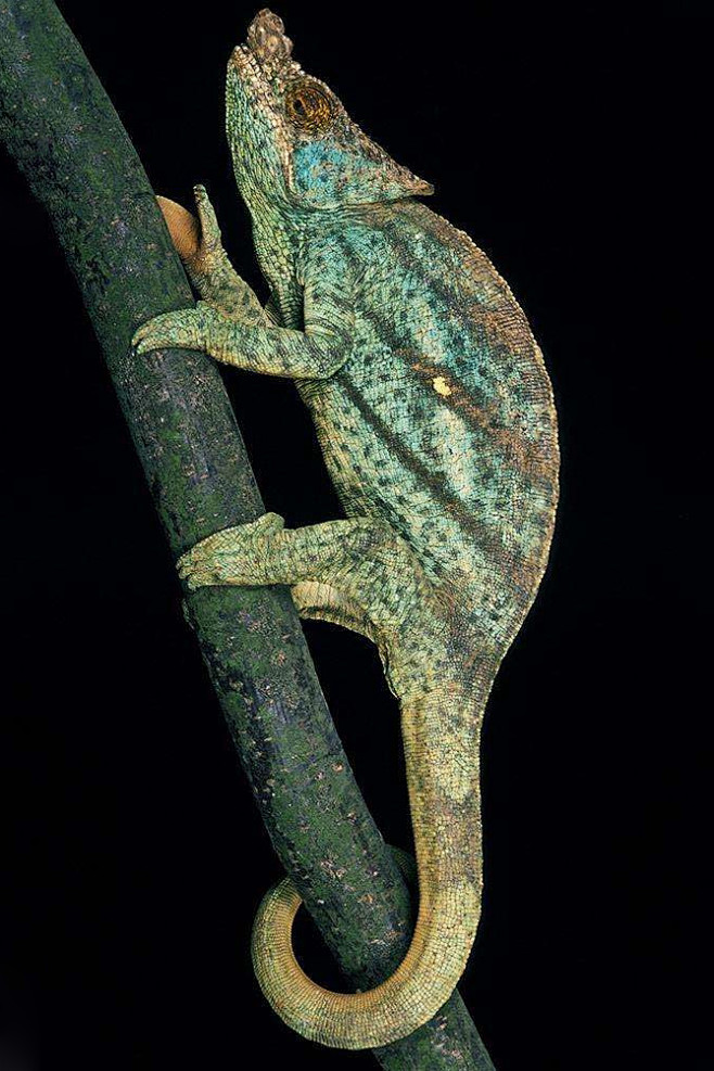 蜥蜴目避役科避役属变色龙