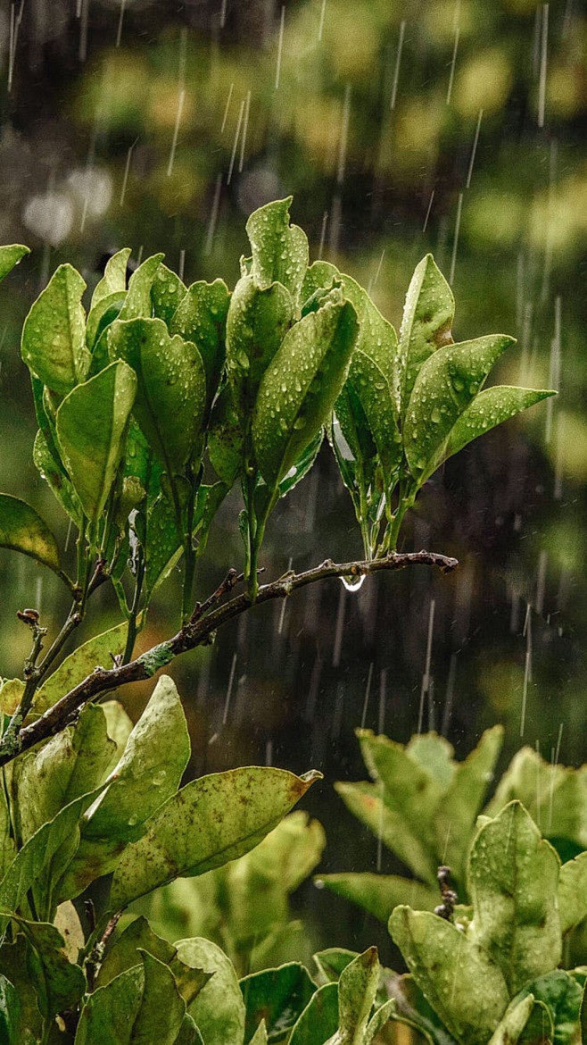 在雨中