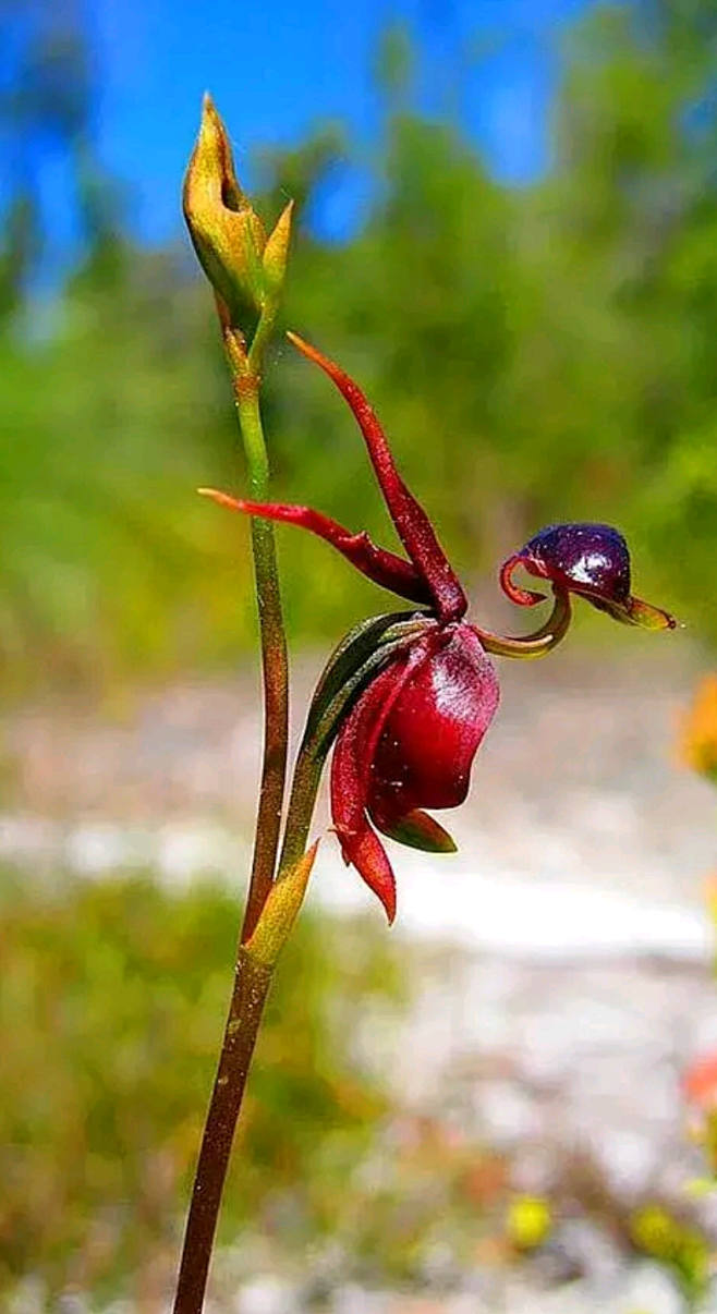 奉天炎帝从落棋成局转采于2021-12-12 01:41:40飞鸭兰花草~茶!