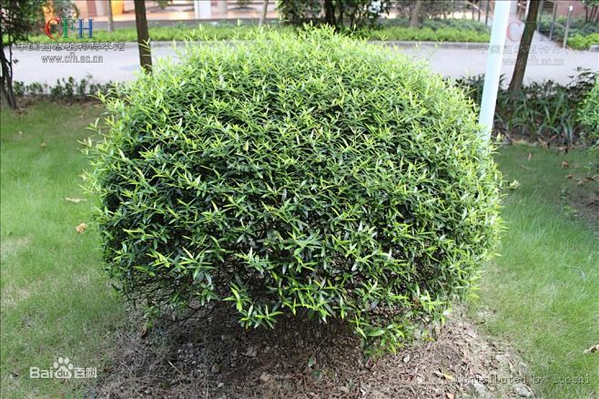 木犀榄又名油橄榄俗称齐墩果酉阳杂俎洋橄榄棕榄树商品通称常绿小乔木