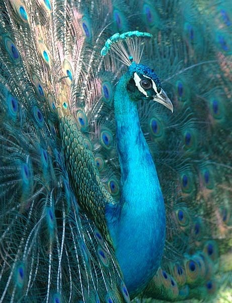 peacock