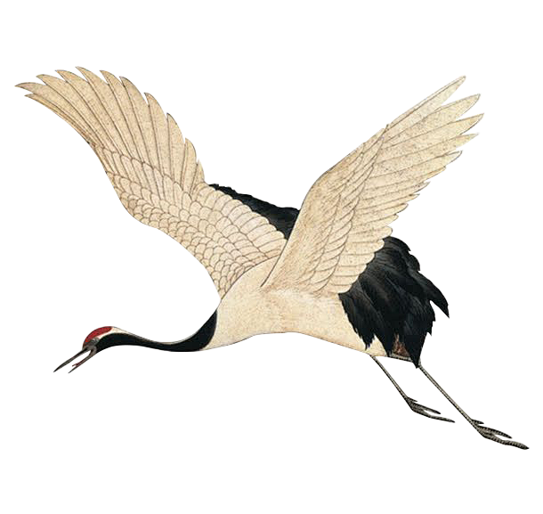 鹤木小白古风插画白鹤丹顶鹤鸟