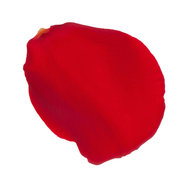 玫瑰花瓣红色漂浮物