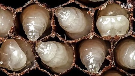 60秒见证神奇的蜜蜂诞生过程 | 酷蝌星球 : 蜜蜂的卵到成虫一般要花上