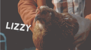 话说大家都已经知道鸡头的稳定性了有个摄影师做了个头盔绑了个摄影机