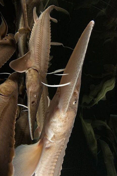 鲟形目鲟科密苏里铲鲟