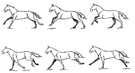 马走路动作分解图图片