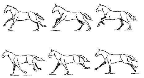 运动规律动物篇