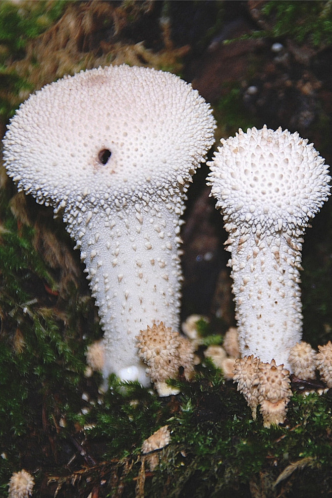 马勃菌目学名lycoperdales腹隔担子菌纲的一目为真