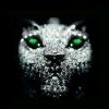 阿猫gif