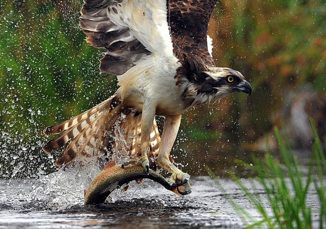 动物捕食霸气瞬间