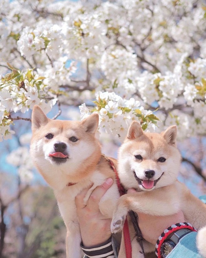 658_823竖版 竖屏