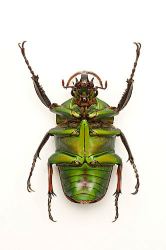 金龟子甲虫昆虫鞘翅目非洲花金龟花金龟