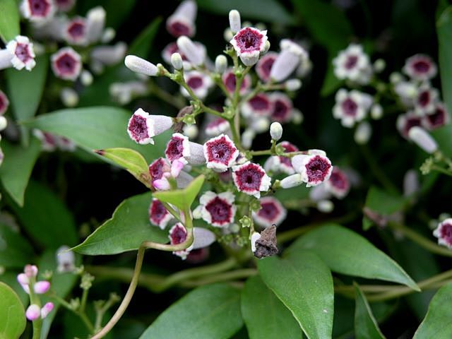 鸡屎藤 #花小子花卉论坛#