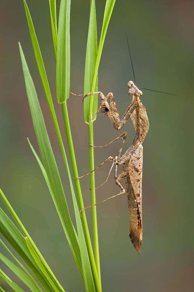 螳螂目叶背螳科枯叶螳螂