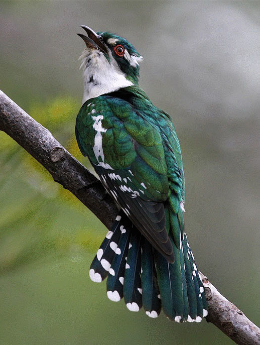 鹃形目杜鹃科白眉金鹃