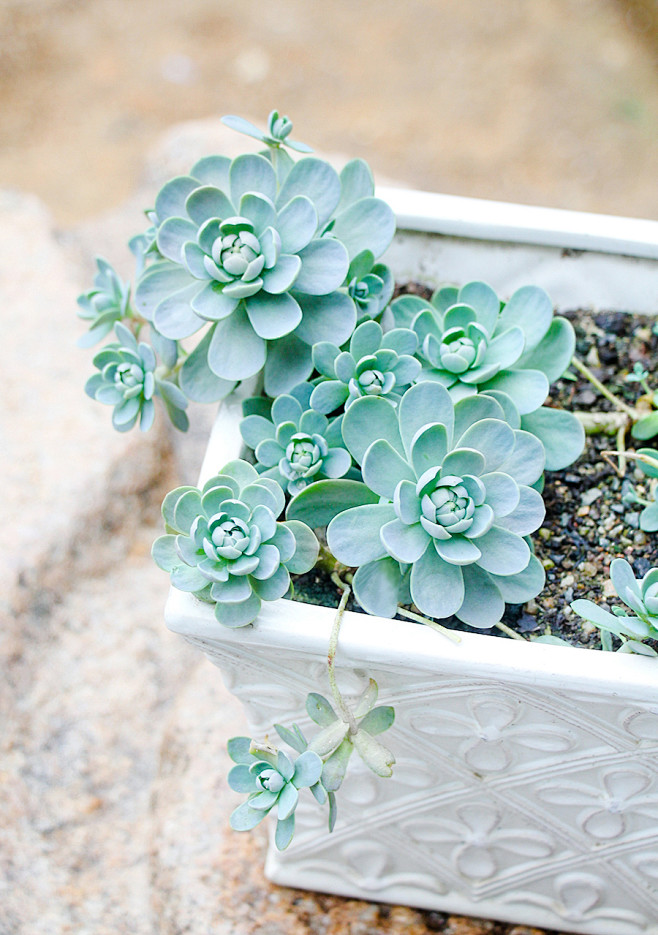 多肉植物盆栽子持莲华