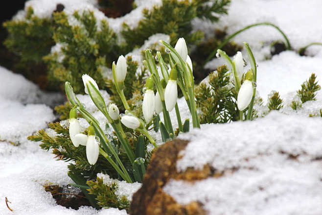 snowdrop by dan f on 500px