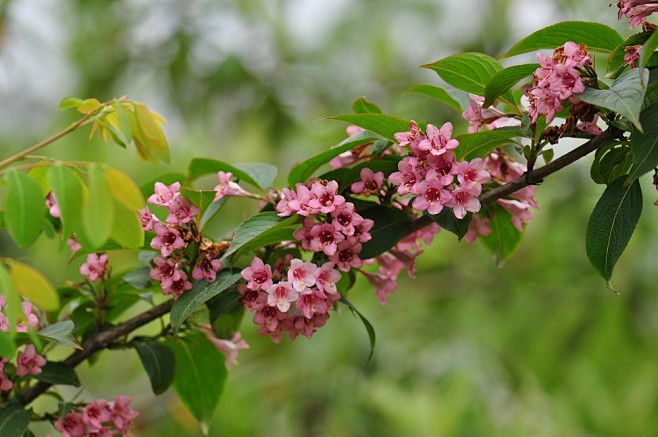 水马桑别名粗糠树千羊白白马桑