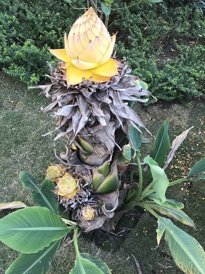地涌金莲