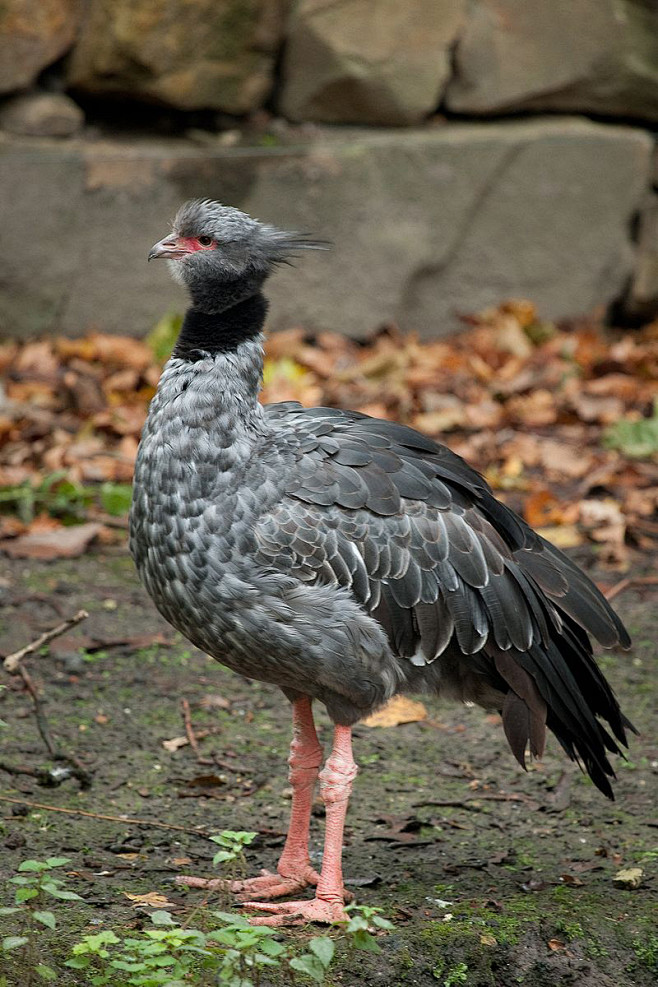 雁形目·叫鸭科·叫鸭属:冠叫鸭