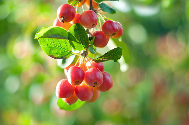 全部尺寸8365crabapplebokehflickr相片分享